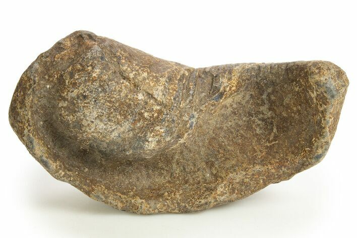 Large, Fossil Whale Ear Bone - South Carolina #325710
